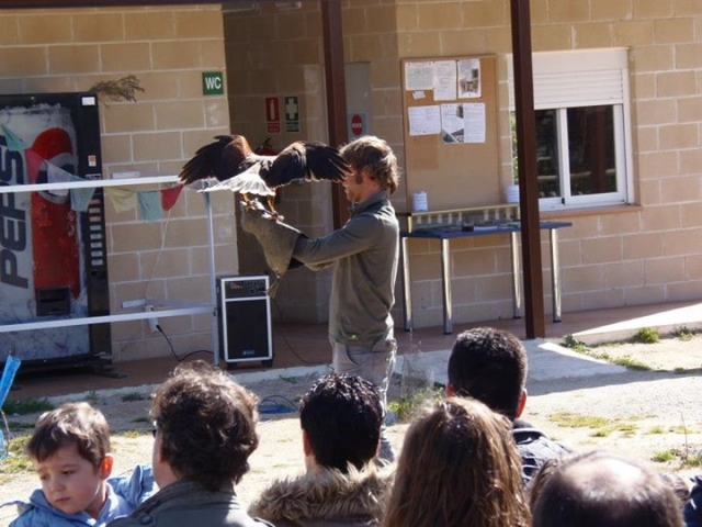  falconry demonstration 